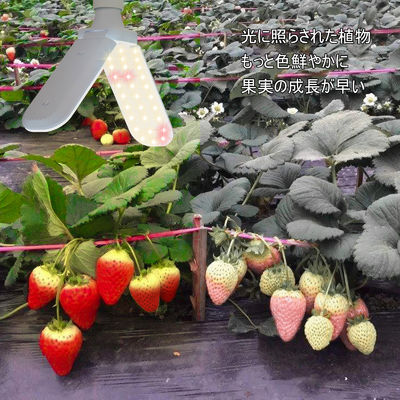 Lampada di coltivazione a LED compatta con spettro completo + 660nm e impermeabilità IP68 per la crescita delle piante in interni