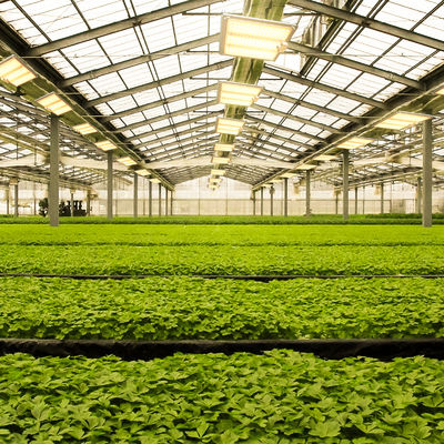 600w HPS 4x4 Grow Light Lampada per piante Promuovere la fioritura e la fruttatura